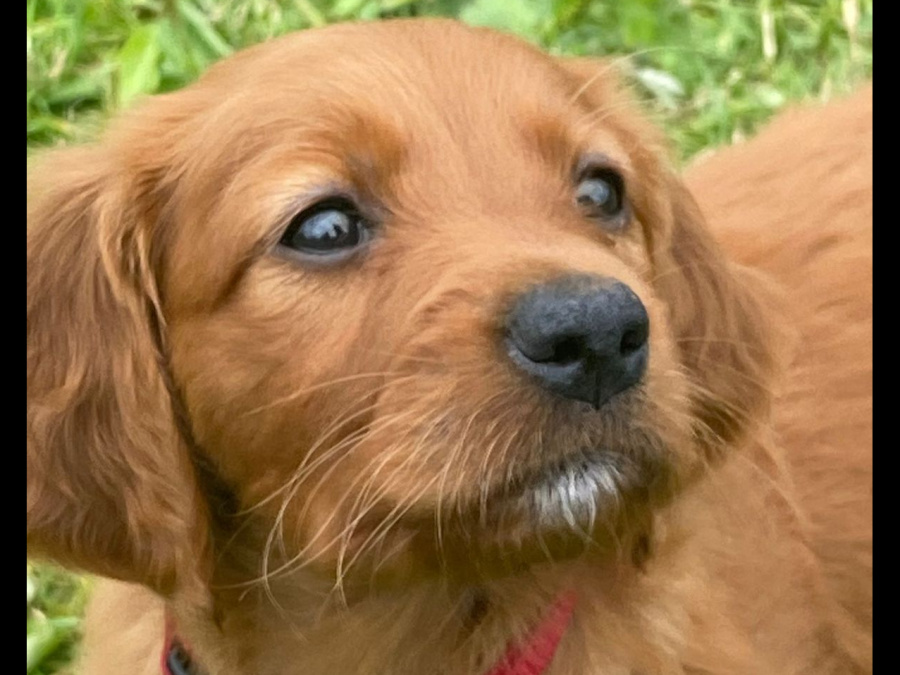 Irish Red Setter, IKC Reg... All ready for their forever homes! 1